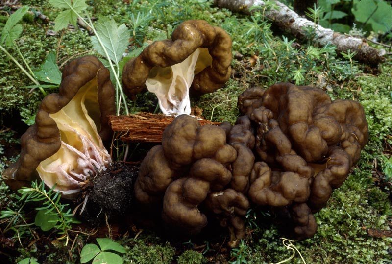 Gyromitra californica